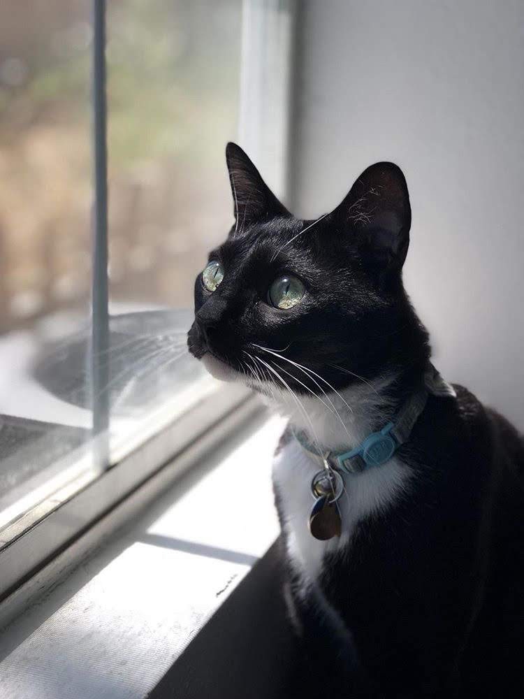 Reasons Why I Quit the Veterinary&nbsp;Industry